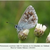 polyommatus corydonius zelenchuk male 2